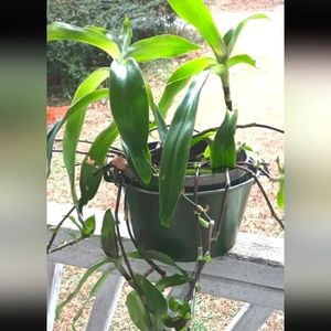 Callisia fragrans Two Basket Plant cuttings